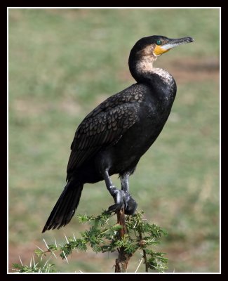 Great Cormorant, Kazinga Channel, Uganda