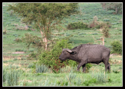 Buffalo, Ishasha, Uganda