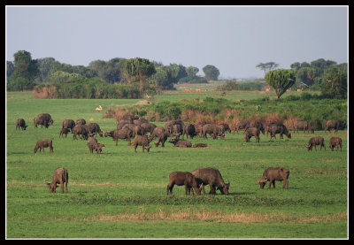 Buffalo, Queen Elizabeth National Park, Uganda