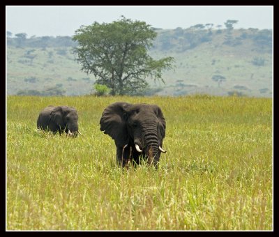 Elephants, Queen Elizabeth National Park, Uganda