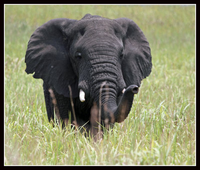 Elephant, Queen Elizabeth National Park, Uganda