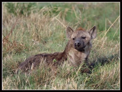 Hyena, Ishasha, Uganda