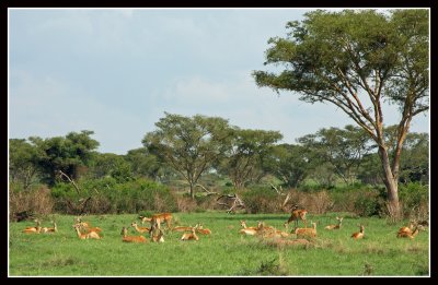 Ugandan Kob, Queen Elizabeth National Park, Uganda
