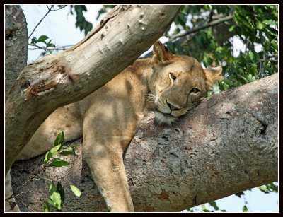 Tree Climbing Lion, Ishasha, Uganda