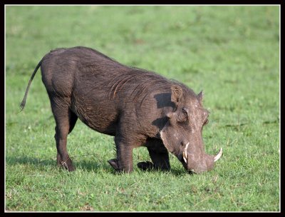 Warthog, Queen Elizabeth National Park, Uganda
