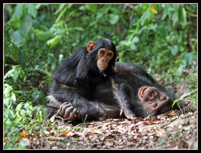 Chimpanzees, Chambura Gorge