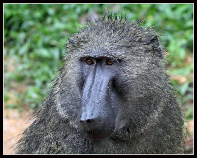 Olive Baboon