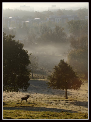 Dawn Chorus