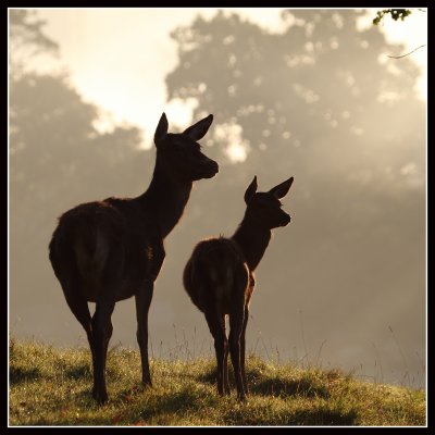 Red Deer Mother and Fawn