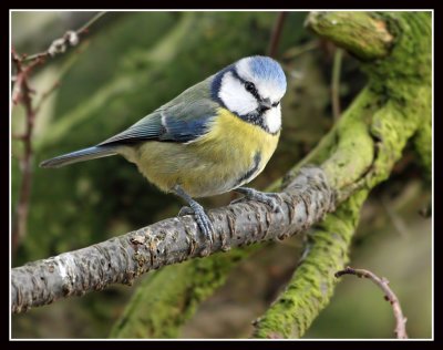 Blue Tit