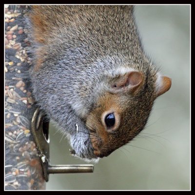 Grey Squirrel