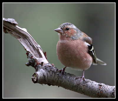 Chaffinch 