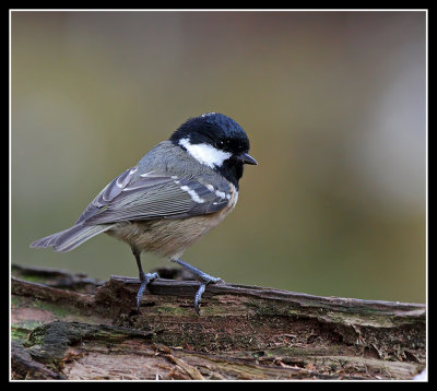 Coal Tit 