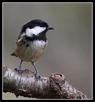 Coal Tit 