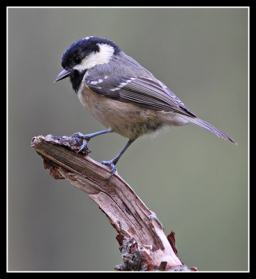 Coal Tit 