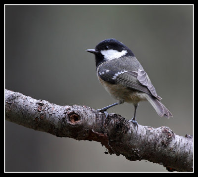 Coal Tit 