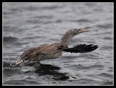 Juvenile gannet take off