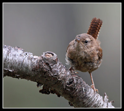 Wrens