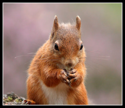 Red Squirrel against the heather