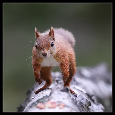 Red Squirrel running along log