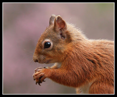 Red Squirrel against the heather