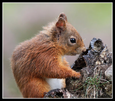 Red Squirrel, what's in the hole?