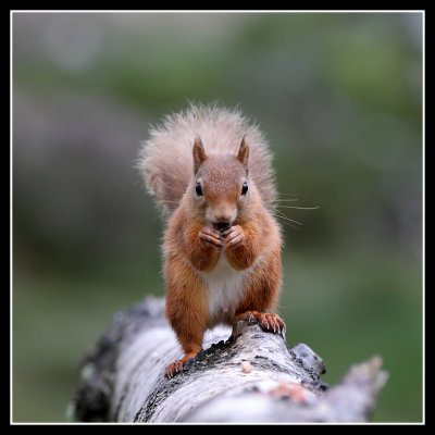 Red Squirrel 