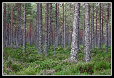Caledonian Pine Forest 