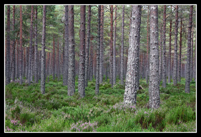 Caledonian Pine Forest