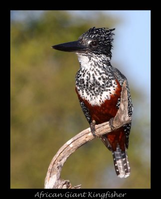 African Giant Kingfisher, Zambesi River