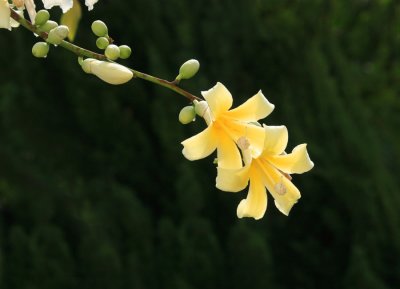 Modiin Flowers