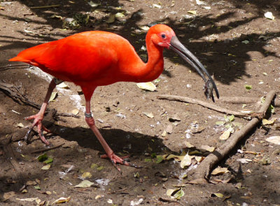 Safari 2009: Birds