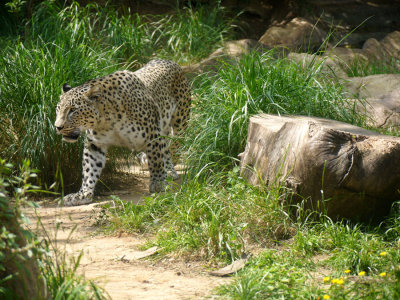 Safari 2009: Animals