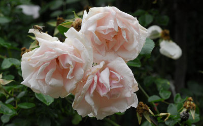 d2c244_0103cs.jpg