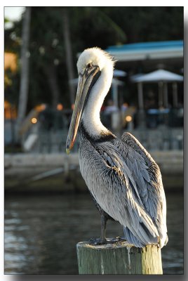 fla2007_0094.jpg