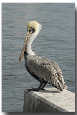 fla2007_0153.jpg