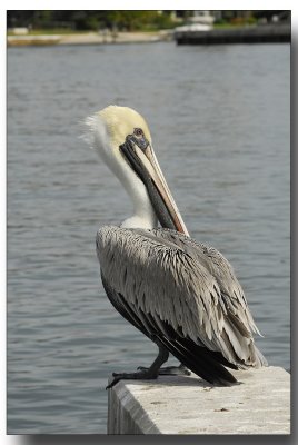 fla2007_0154.jpg