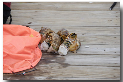 fla2007_0157.jpg Florida Lobster Tails