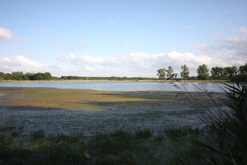 Pond used for the floating hide - Kleine vijver voor gebruik drijvende schuilhut