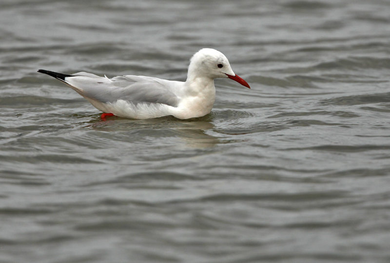 Slender-billed gull - Dunbekmeeuw