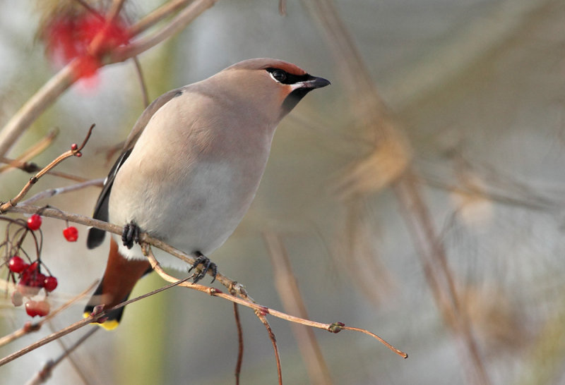 Bohemian Waxwing - Pestvogel, Kalmthout Kijkuit 27/12/10