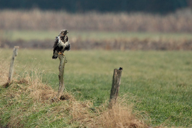 Rough-legged Buzzard - Ruigpootbuizerd, Kalmthout 260111