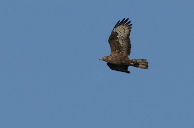 Honey buzzard - Pernis apivorus, Groot Schietveld 14/09/08