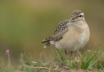 Dotterel