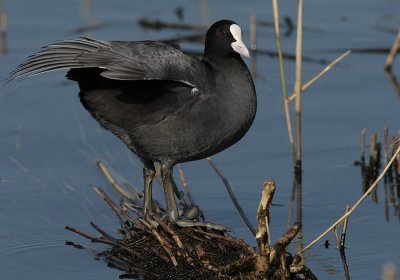 Coot - Fulica atra