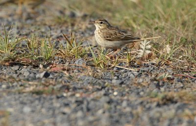 Tawny pipit - Anthus campestris, GSV, 22/09/08