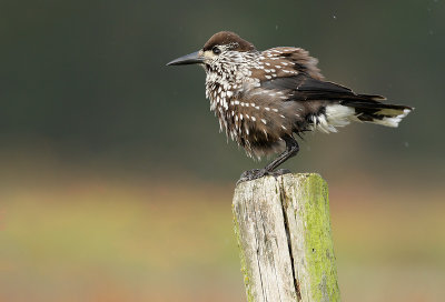 Spotted Nutcracker - Nucifraga caryocatactes