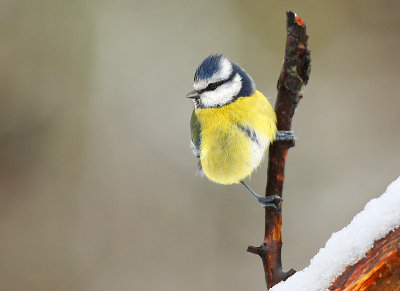 Blue tit - Parus caeruleus