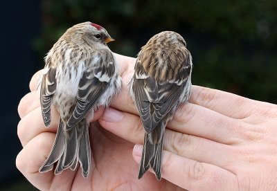 Arctic redpoll - Carduelis hornemanni, Essen, 25/11/08