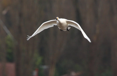 Bewick's swan - Cygnus bewickii, Brecht 5/12/08